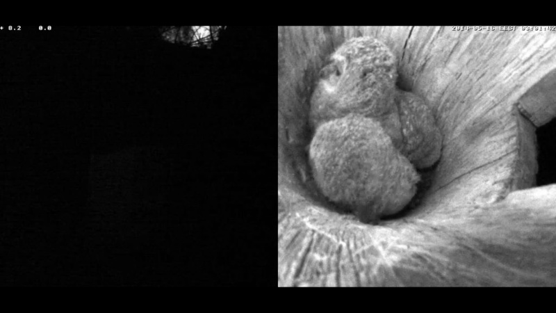 Estonian Tawny Owl Webcam 2014 - Page 19 Z79810