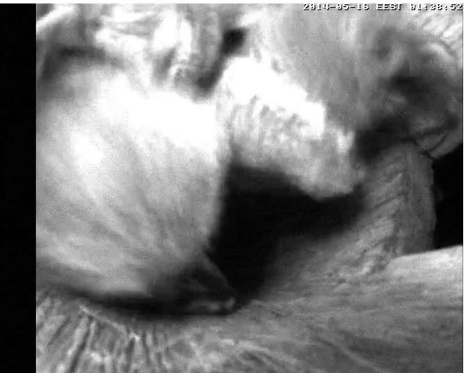 Estonian Tawny Owl Webcam 2014 - Page 18 Z80510