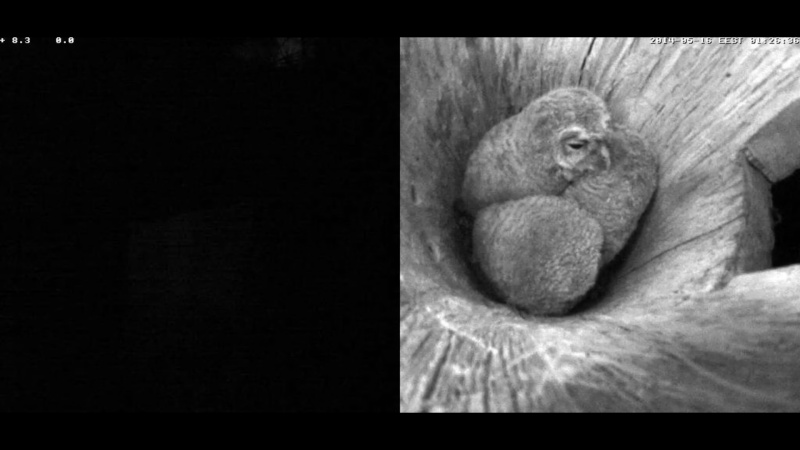 Estonian Tawny Owl Webcam 2014 - Page 18 Z81010