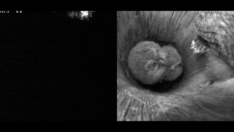 Estonian Tawny Owl Webcam 2014 - Page 17 Z82310