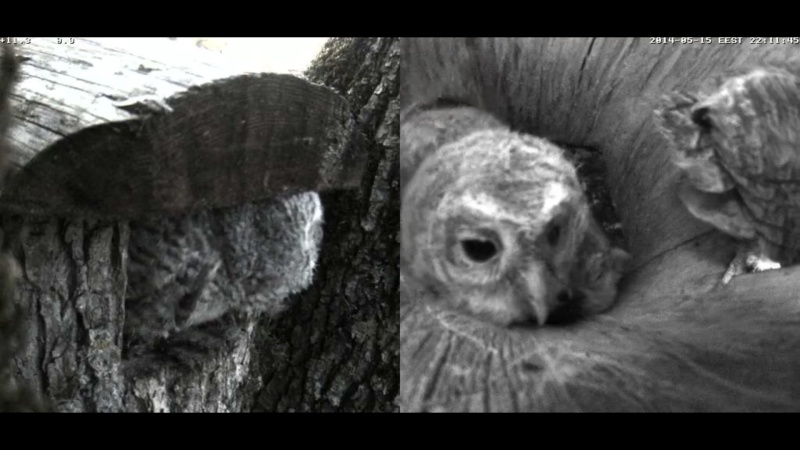 Estonian Tawny Owl Webcam 2014 - Page 17 Z85410