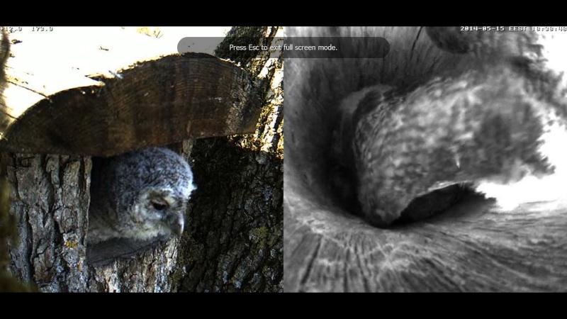 Estonian Tawny Owl Webcam 2014 - Page 14 Z90910
