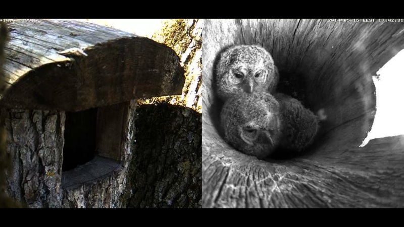 Estonian Tawny Owl Webcam 2014 - Page 14 Z91210