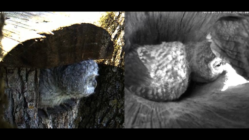 Estonian Tawny Owl Webcam 2014 - Page 14 Z91310