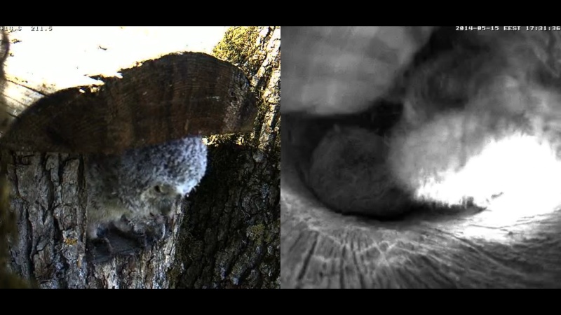 Estonian Tawny Owl Webcam 2014 - Page 14 Z91611