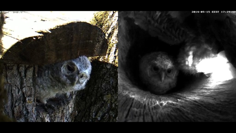 Estonian Tawny Owl Webcam 2014 - Page 14 Z91810