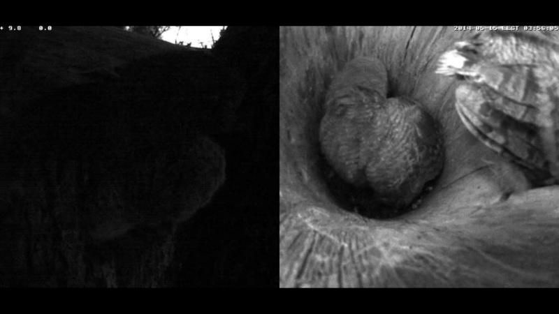 Estonian Tawny Owl Webcam 2014 - Page 13 Z95710