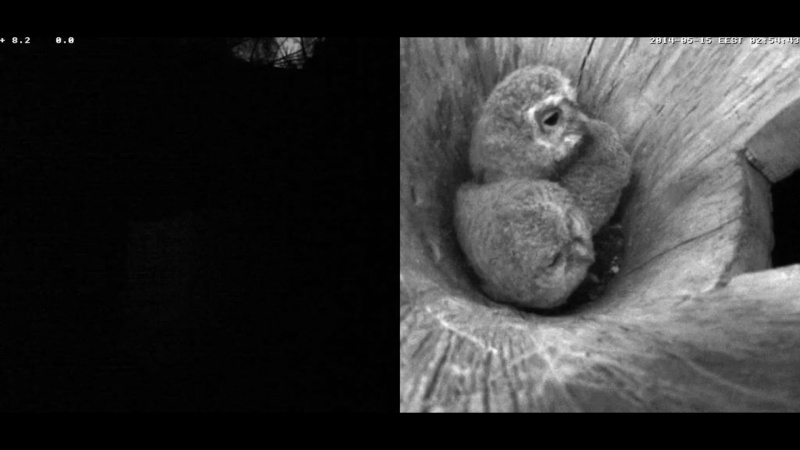 Estonian Tawny Owl Webcam 2014 - Page 12 Z98010