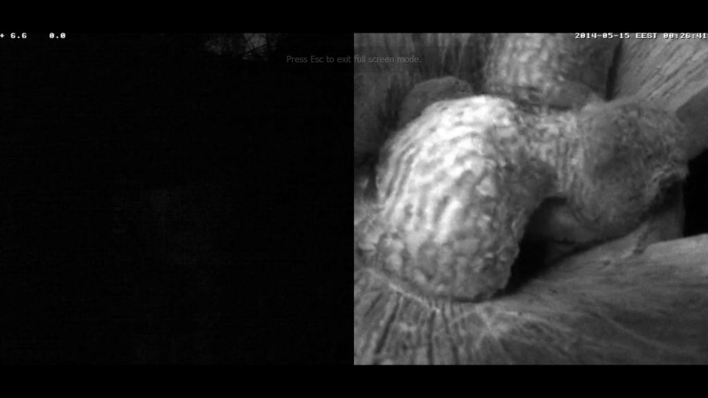 Estonian Tawny Owl Webcam 2014 - Page 12 Z98910