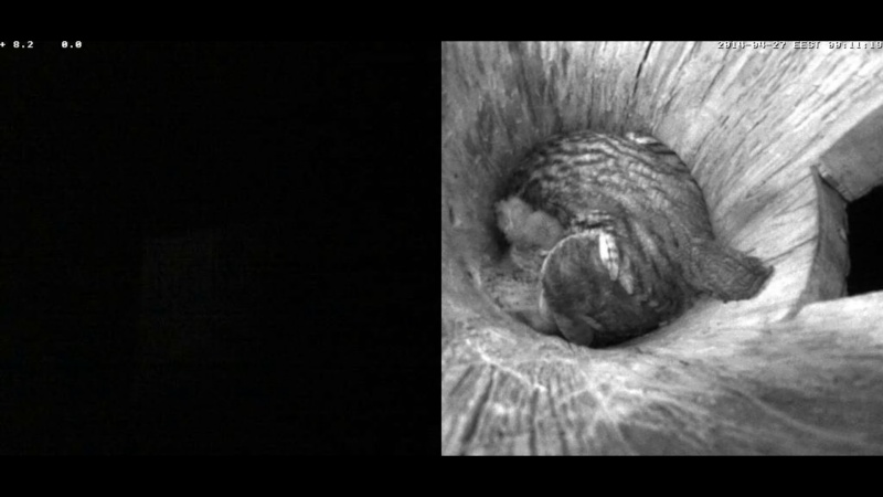 Estonian Tawny Owl Webcam 2014 - Page 32 Zaaaaa11