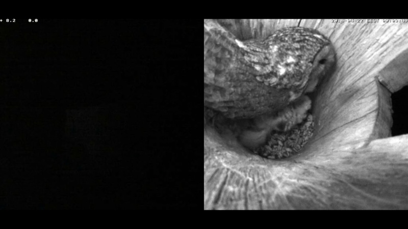 Estonian Tawny Owl Webcam 2014 - Page 31 Zbbbbb11