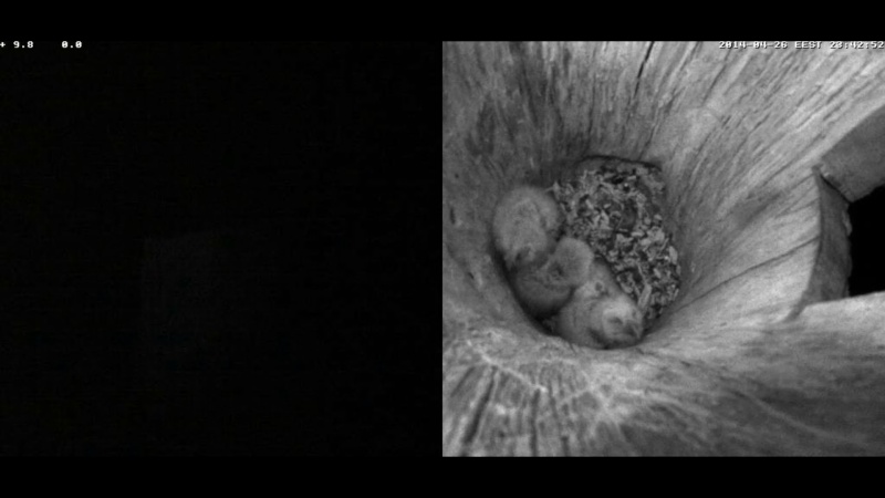 Estonian Tawny Owl Webcam 2014 - Page 31 Zbbbbc10