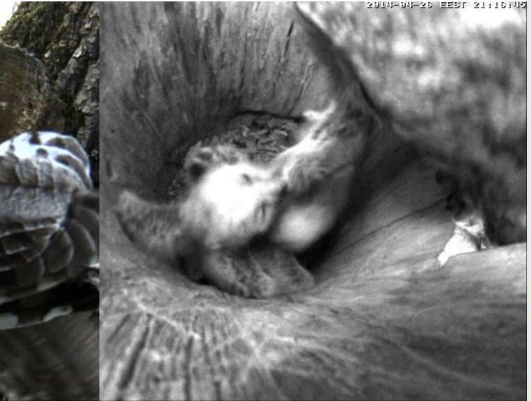 Estonian Tawny Owl Webcam 2014 - Page 31 Zczaaa10