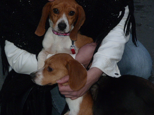 Lolotte beagle de tout petit gabarit de 3 ans P1060624