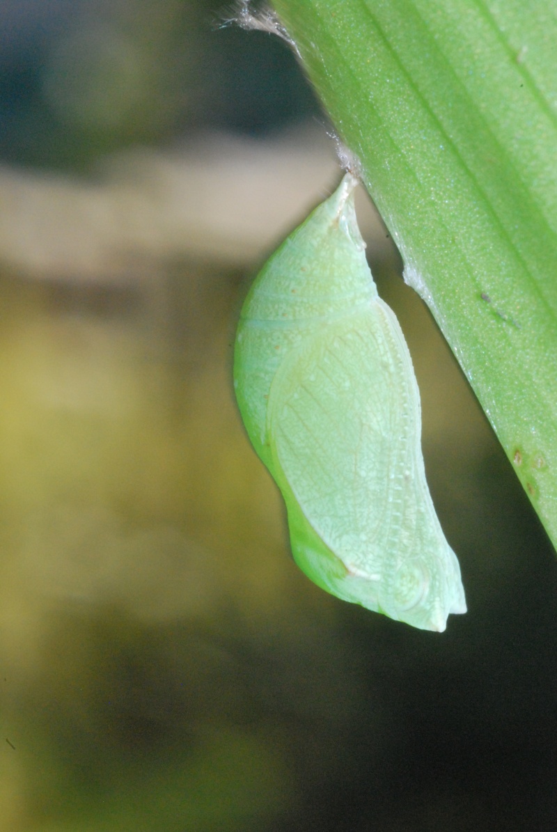 Chrysalides [Pararge aegeria] Dsc_0013