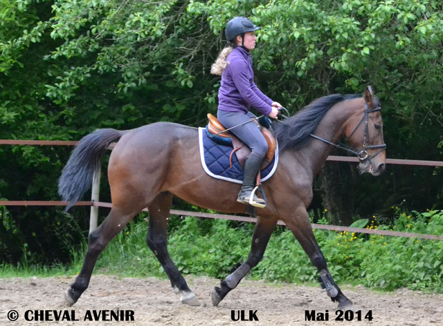 Ulk hongre TF de 6 ans adopté par Naomi le 28/05/14 Ulk610