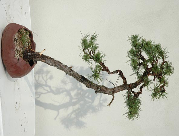 Literati Pine Foto210