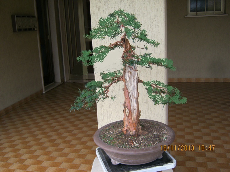 Un tasso che ce la mette tutta per diventare bonsai. Colori10