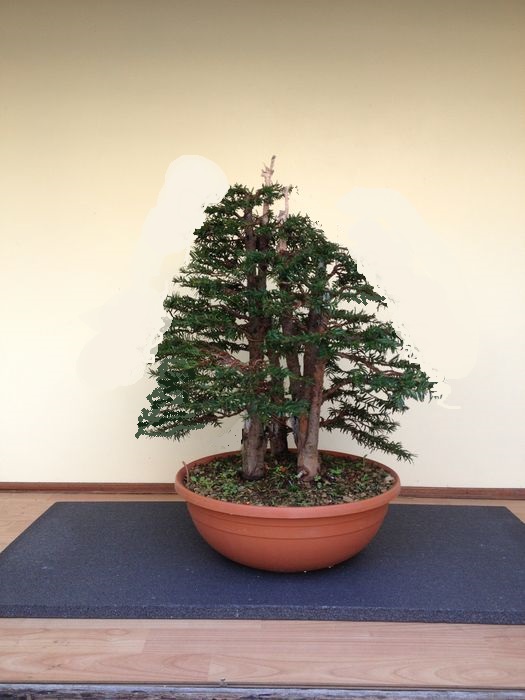bosco di tassi dalla realtà a bonsai  Img_2810