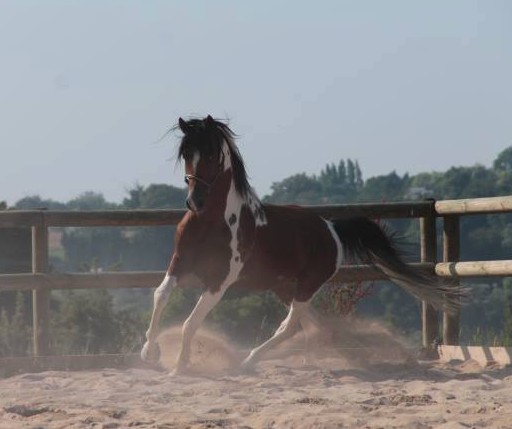 Largo de Presle, 67% arabe, pie homozygote 210