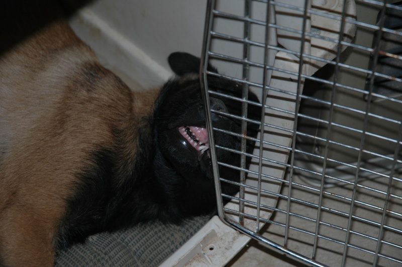 cage - Comment habituer le chiot à la cage ? - Page 3 03210