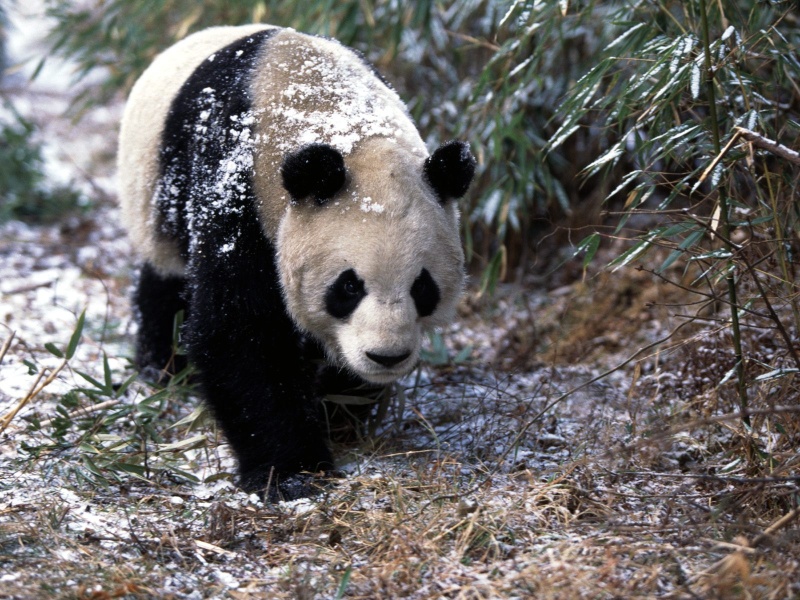 Un panda devant la porte Panda_10