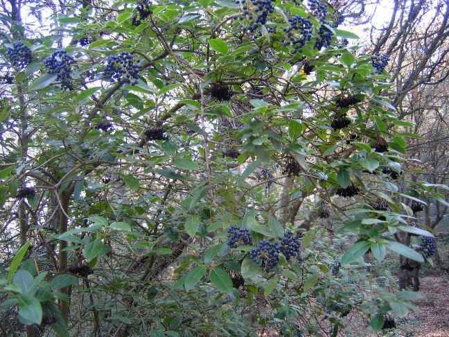 Viburnum tinus - viorne tin, laurier tin 1_natu10