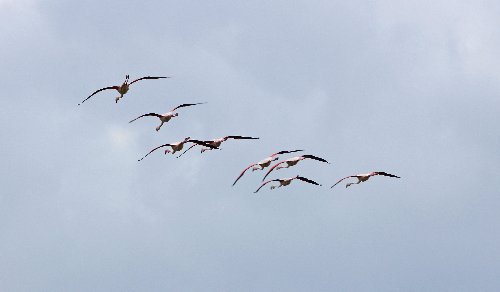 Balade en Camargue en Avril (2. les oiseaux) 20130912