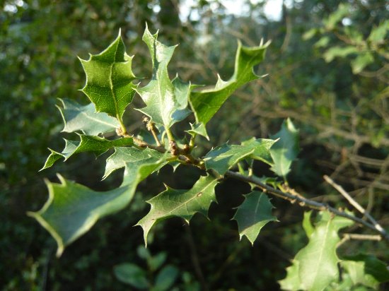 Quercus ilex - chêne vert 7novem11
