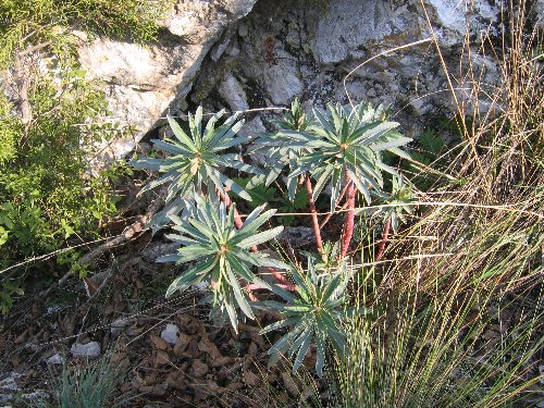 Euphorbia characias 8_natu10