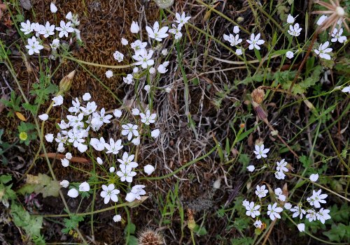 (20) flore du littoral sud-est de la Corse Ail_de10