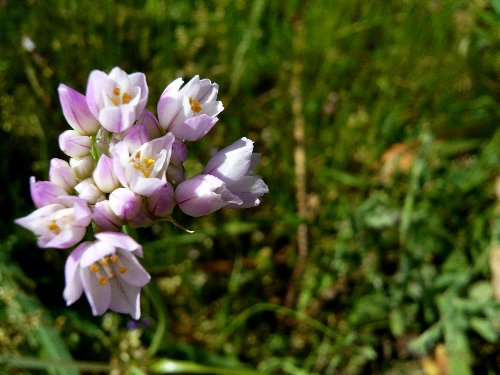 (20) flore du littoral sud-est de la Corse Allium10