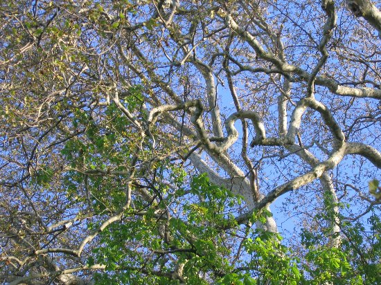 Les platanes et autres arbres vénérables chez Claire Avril_10