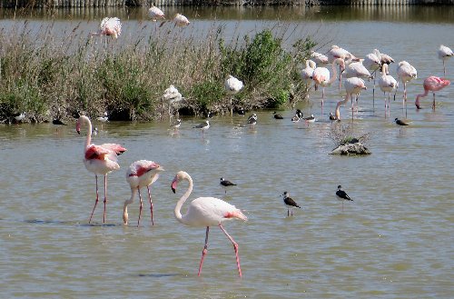 Balade en Camargue en Avril (2. les oiseaux) Avril_17