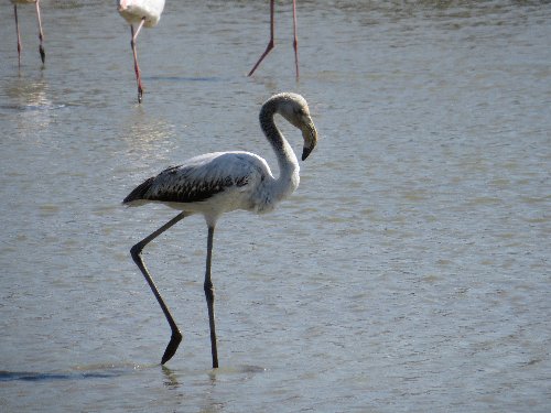 Balade en Camargue en Avril (2. les oiseaux) Avril_19