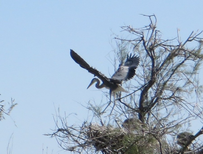 Balade en Camargue en Avril (2. les oiseaux) Avril_22