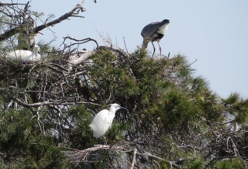 Balade en Camargue en Avril (2. les oiseaux) Avril_25