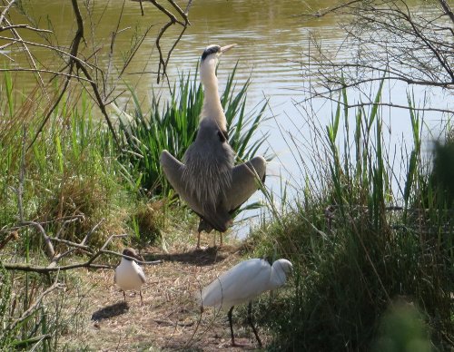 Balade en Camargue en Avril (2. les oiseaux) Avril_31