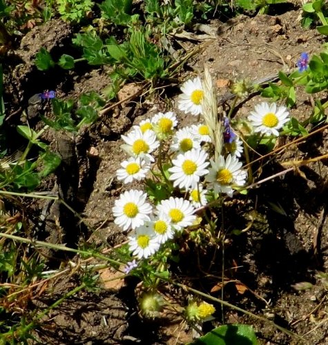 (20) flore du littoral sud-est de la Corse Belliu11