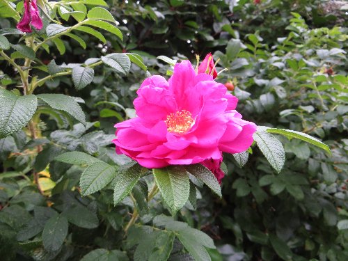 Rosa rugosa - rosier rugueux  Bretag10
