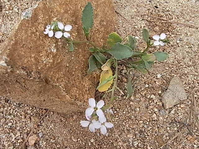 (20) flore du littoral sud-est de la Corse Cakile10