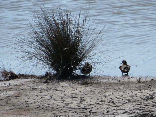 Balade en Camargue en Avril (2. les oiseaux) Canard11