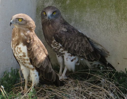 Balade en Camargue en Avril (2. les oiseaux) Circaa10