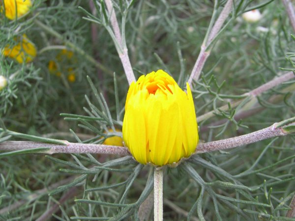Maroc - flore de l'Atlas marocain Cladan11