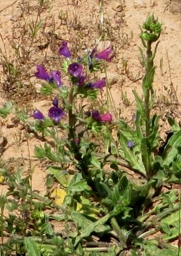 (20) flore du littoral sud-est de la Corse Copy_103