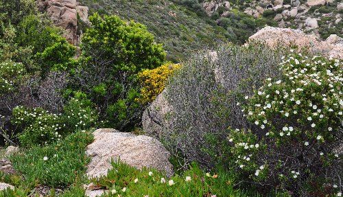 Cistus monspeliensis - ciste de Montpellier  Copy_o33