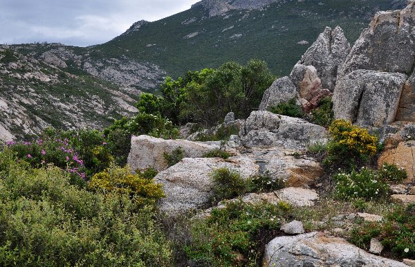 Cistus monspeliensis - ciste de Montpellier  Copy_o35