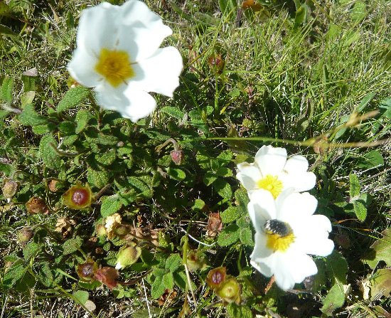 Cistus salviifolius - ciste à feuille de sauge Copy_o36