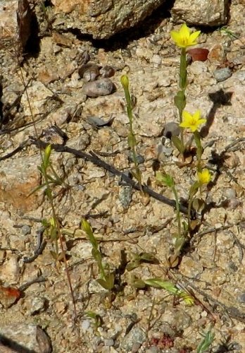 (20) flore du littoral sud-est de la Corse Corse_11