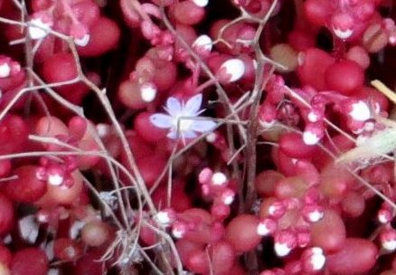 (20) flore du littoral sud-est de la Corse Corse_17